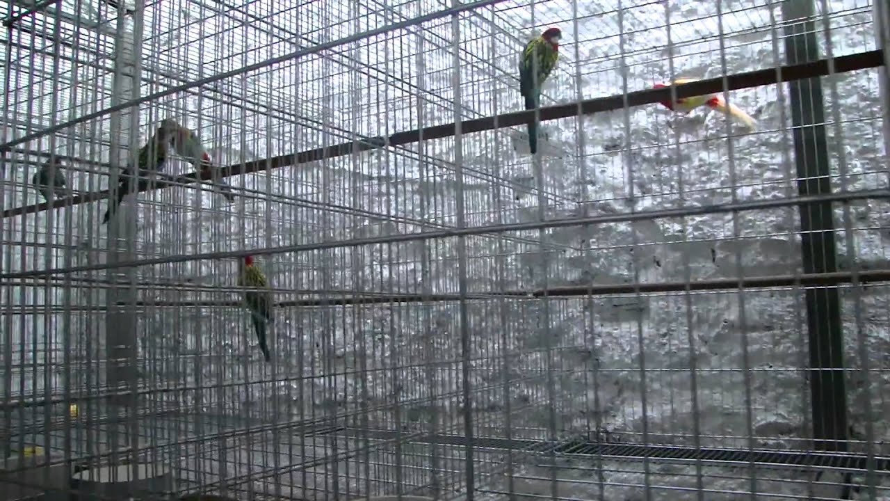 Pássaros Criados Em Gaiolas Acreditam Que Voar é Uma Doença