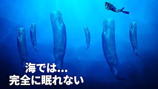 完全に眠らずに生活する海の動物たちの秘密