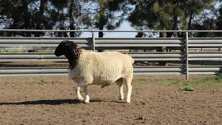 Lot 37 Dorper Ram 200623