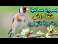 بتبتة بعد سماعها تتخد الأنثى وضعية التزاوج+صوت التزاوج  goldfinch chardonner hason