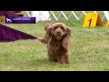 Spaniels (Sussex) | Breed Judging 2021 の動画、YouTube動画。