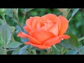 Relax with piano music always relaxing bodyguitar music nature beauty sahayatri onlinetv