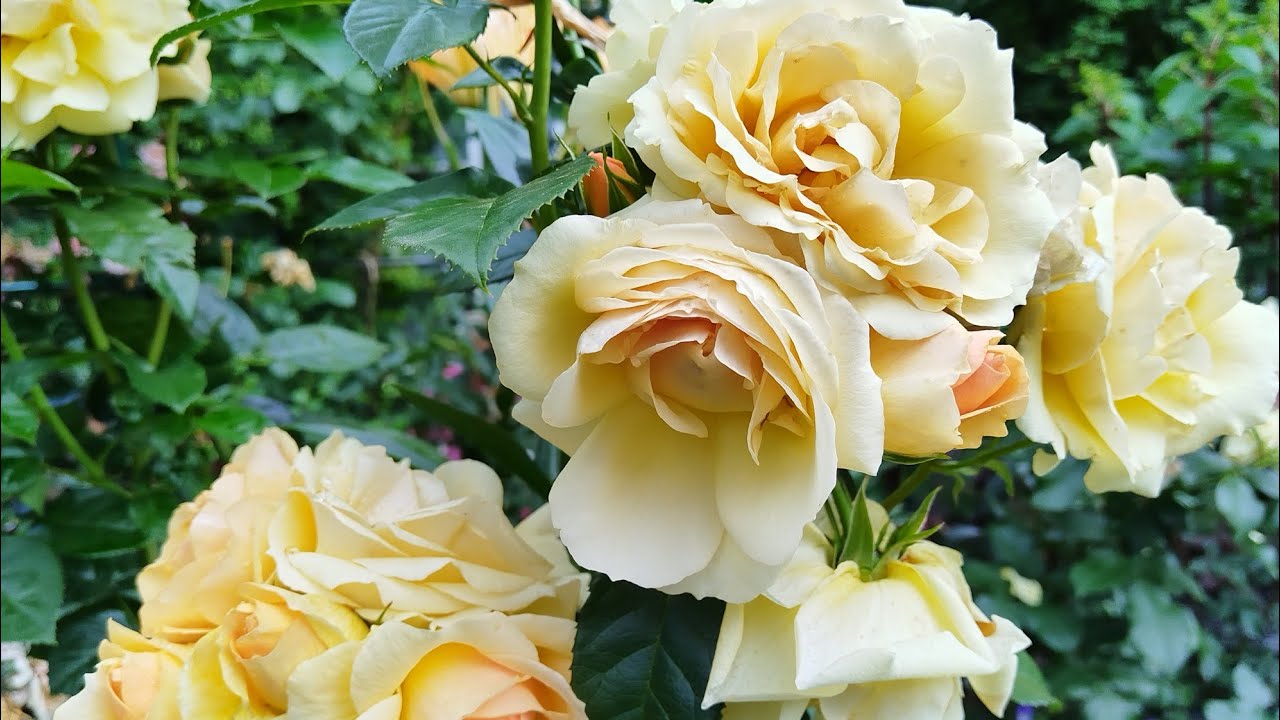 Из дождливого лета приветы 🐈🌹🐈‍⬛ Роза  Эль и роза Ханзенштад Росток 🌹💞🌹