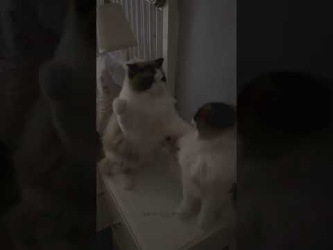 빡 소리 나게 때리는 손 매운 고양이