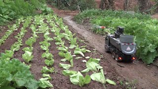 Gardening Vegetables With Bulldozers And Trucks