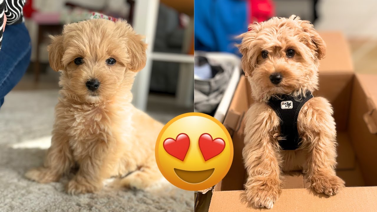 Maltipoo — Adorable and Hilarious Videos Compilation