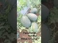 simbha variety2to5.6touch Fairu bhai Tumkur contact number 9964721434 watermelonaur mango Merchant 🍉