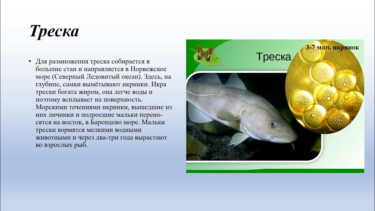 Русский 8 класс рыб. Рыбы биология 8 класс. Рыба по биологии 8 а класс. Рыбы биология 8 класс 8. Анекдот урок биологии тема морские рыбы.