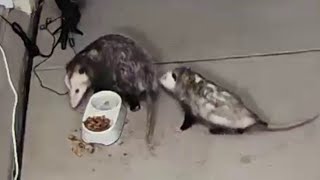 Possum Courtship