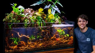 Lush Jungle Paludarium for Tetra Fish Community