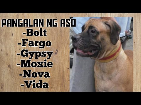 Pangalan ng Aso para sa mahusay na Bantay- English/Filipino | Hapikyut Guard