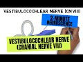 2-Minute Neuroscience: Vestibulocochlear Nerve (Cranial Nerve VIII)