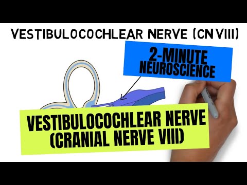 2-Minute Neuroscience: Vestibulocochlear Nerve (Cranial Nerve VIII)