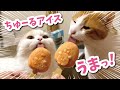 猫の夏バテ防止にすみっコぐらしのちゅーるアイスを作ってあげました【おしゃべりする猫】 【猫アテレコ】