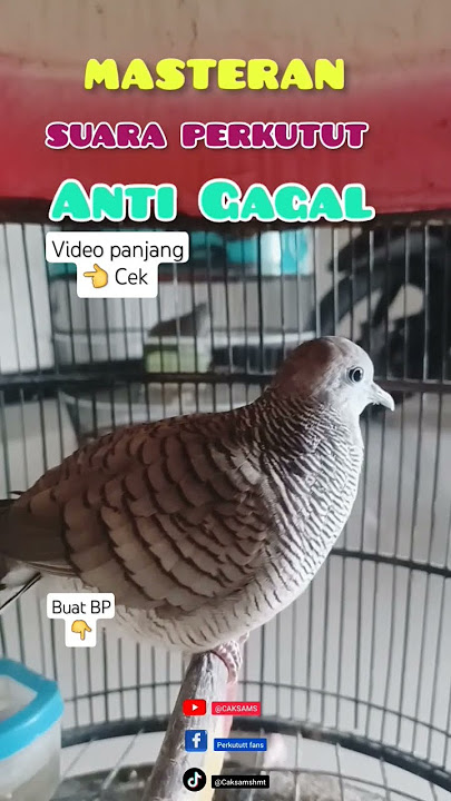 MASTERAN !! perkutut lokal gacor anti gagal biar perkutut gacor #perkutut #hobi #gacor #turtledove