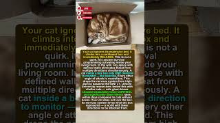Why Cats Love Boxes: The Survival Instinct Most Owners Don't Know