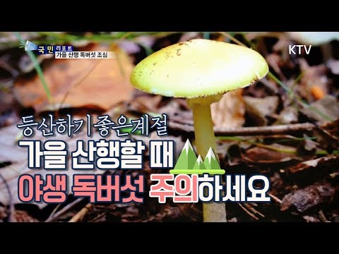 [국민리포트] 가을 산행 중 야생 <strong>독버섯</strong> 주의하세요!