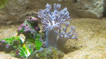 Pulsating Xenia Coral in 4K