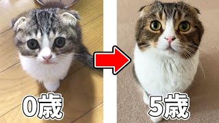 ガリガリで弱っていた0歳の子猫から5歳のパパ猫になるまで