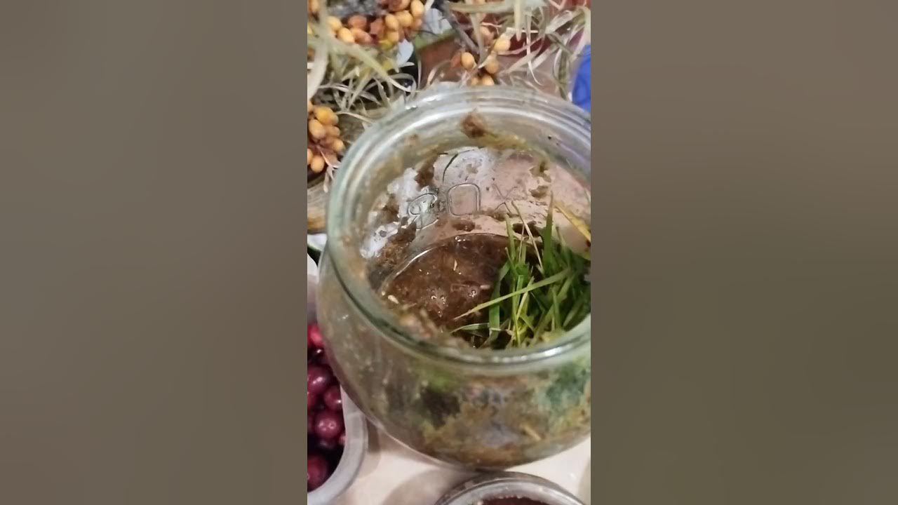 как сделать любой кислый сок вкусным, оранжевое настроение для всех ...