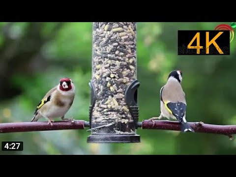 الطبيعة وصوت الطيور منظر رائع جدا موسيقى هادئة بدون حقوق الطبع