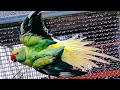Playful Ringneck Parrots #cute #beautiful #parrot