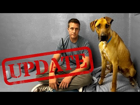Big update on Scooby-Doo the Great Dane, i'm nervous for him 🥹 (LIVE 🔴)