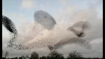 Starlings murmuration - Spreeuwenzwerm Groningen - Starlings Flock