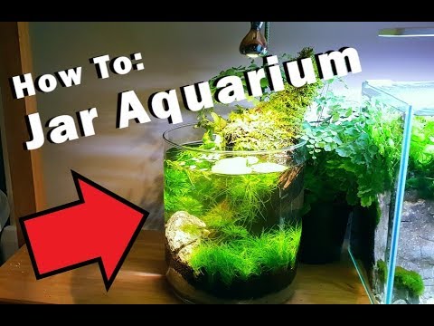 How To: 1 Gallon Aquarium. No Filter. No Heater. No Ferts. 