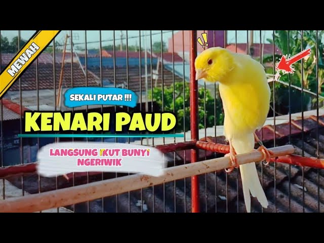 Suara PANCINGAN KENARI Paud Belajar Bunyi NGERIWIK || Masteran KENARI Paud #22 class=