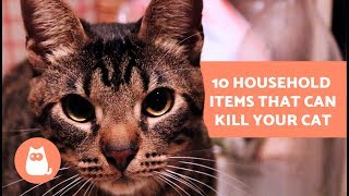 10 Household Items that can Kill your Cat 10 Household Items that can Kill your Cat