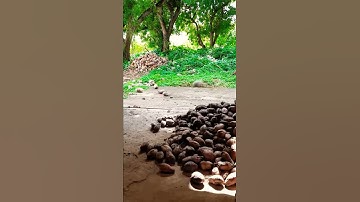 Coconut sorting