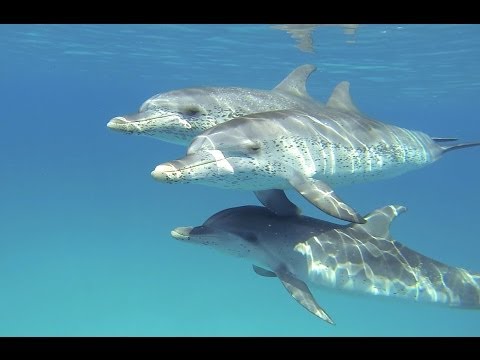 Atlantic Spotted Dolphins