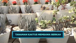 TANAMAN KAKTUS MEMBAWA BERKAH