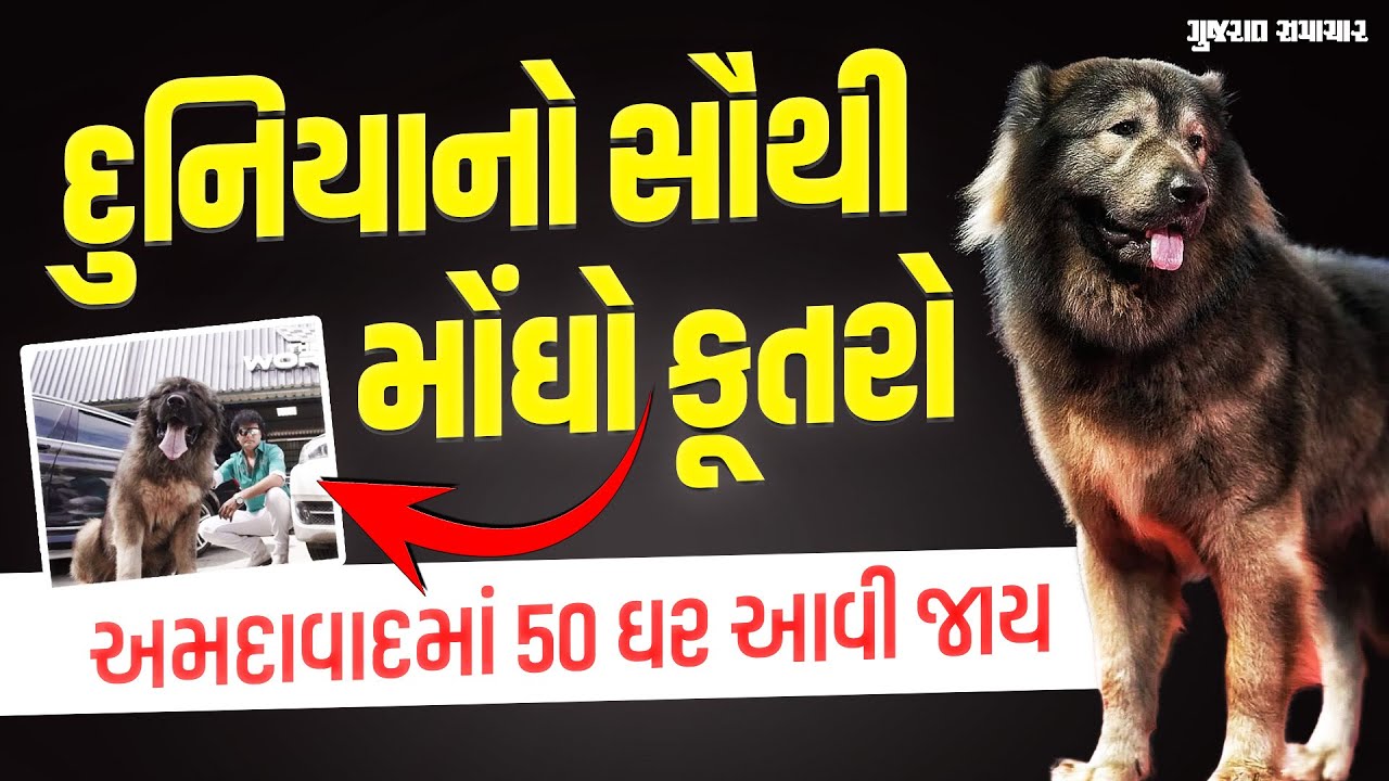 બેંગલુરુના સતીષે ખરીદ્યો દુનિયાનો સૌથી મોંઘો કૂતરો; કિંમત જાણીને સોશિયલ મીડિયા યુઝર્સ ચોંક્યા