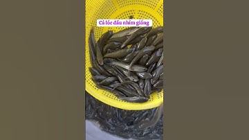 Cá giống nước ngọt. 0909770509 #cá_giống #trại_cá_giống_út_me #fishing #cachachlau #calang