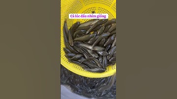 Cá giống nước ngọt. 0909770509 #cá_giống #trại_cá_giống_út_me #fishing #cachachlau #calang