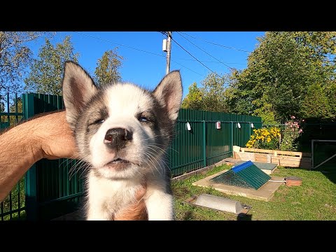 Вопрос: Почему хаски так часто выкидывают на улицу?