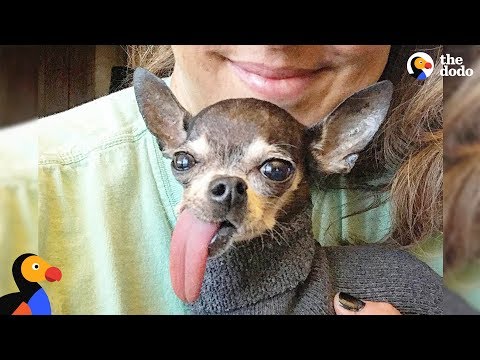 Woman Rescues Dogs No One Else Will Save | The Dodo