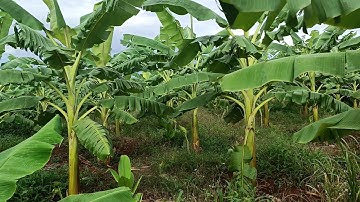 Vườn chuối tây đẹp cây phát triển to đều xanh đen luôn || Nhiễu Sóng TV