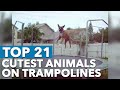 Top 21 Cutest Animals On Trampolines [FUNNY!]