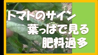 トマト 葉でわかる 肥料のタイミング Youtube
