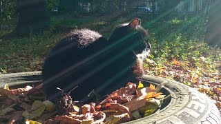 Cats in the autumn rays