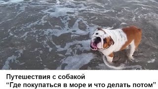 Купаемся в море (Болгария, Бургас) | Английский Бульдог - что делать после купания Купаемся в море (Болгария, Бургас) | Английский Бульдог - что делать после купания