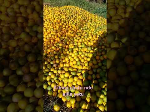 Muheza Bila Machungwa