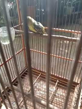 Burung sirtu jantan usia 2 bulan belajar bunyi