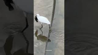 Цапля спасает рыбку вместо того, чтобы съесть 🐦💙