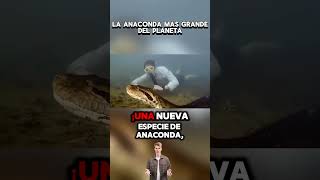 Encuentran La Anaconda Más Grande Del Mundo