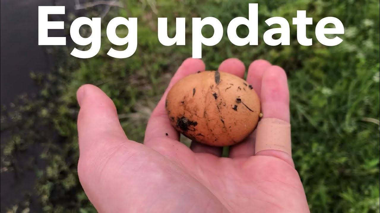 Did the EGG hatch?...update on all my animals - YouTube