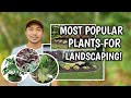 MOST POPULAR PLANTS FOR LANDSCAPING